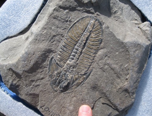 The Burgess Shale – What a Find